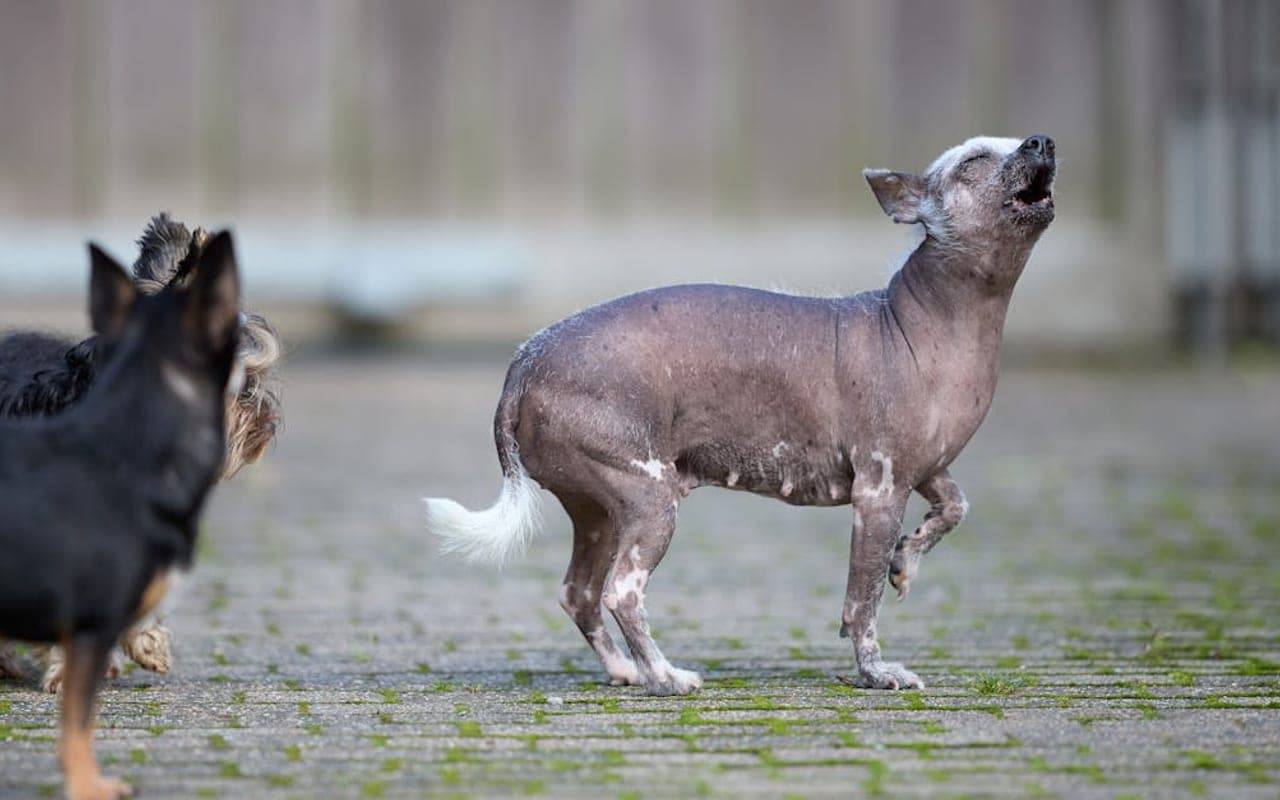 Chinese Crested — gallery 3