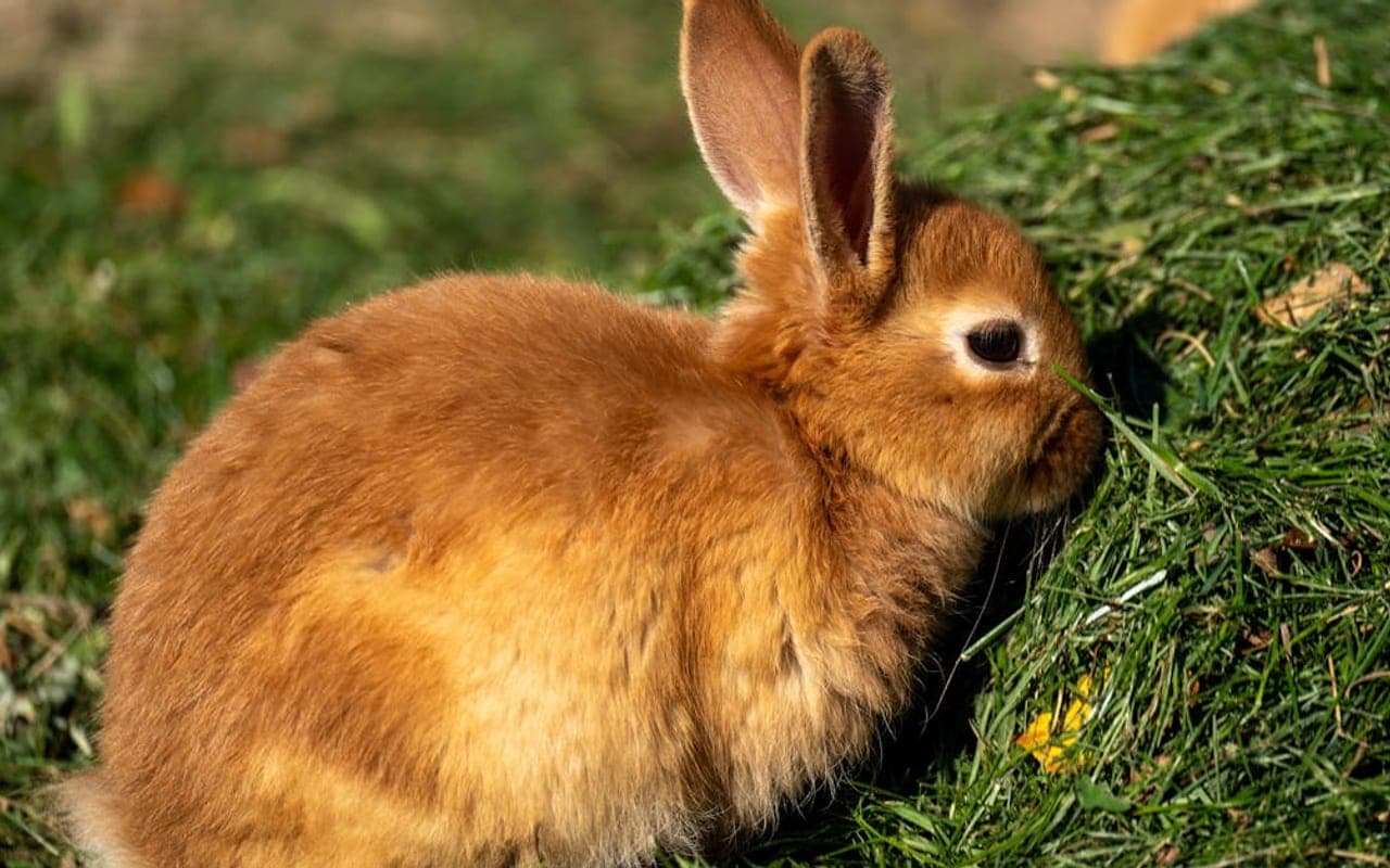 Cinnamon rabbit