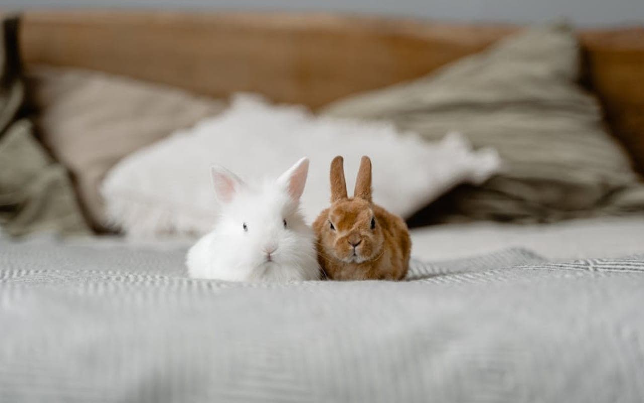 Cinnamon — gallery 3