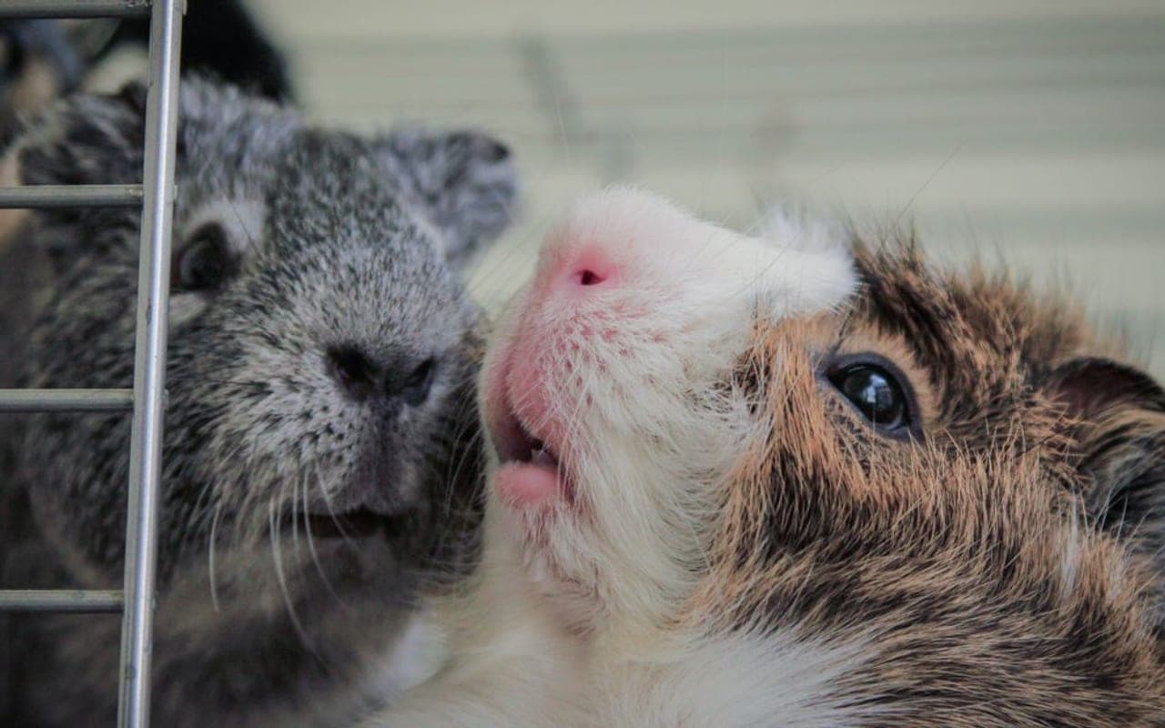 Coronet Guinea Pig — photo by Vanja Lazic