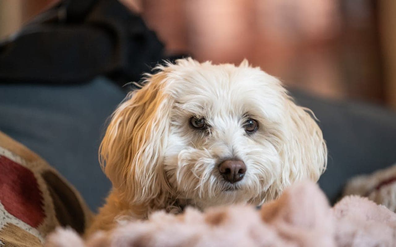 Coton de Tulear — gallery 3