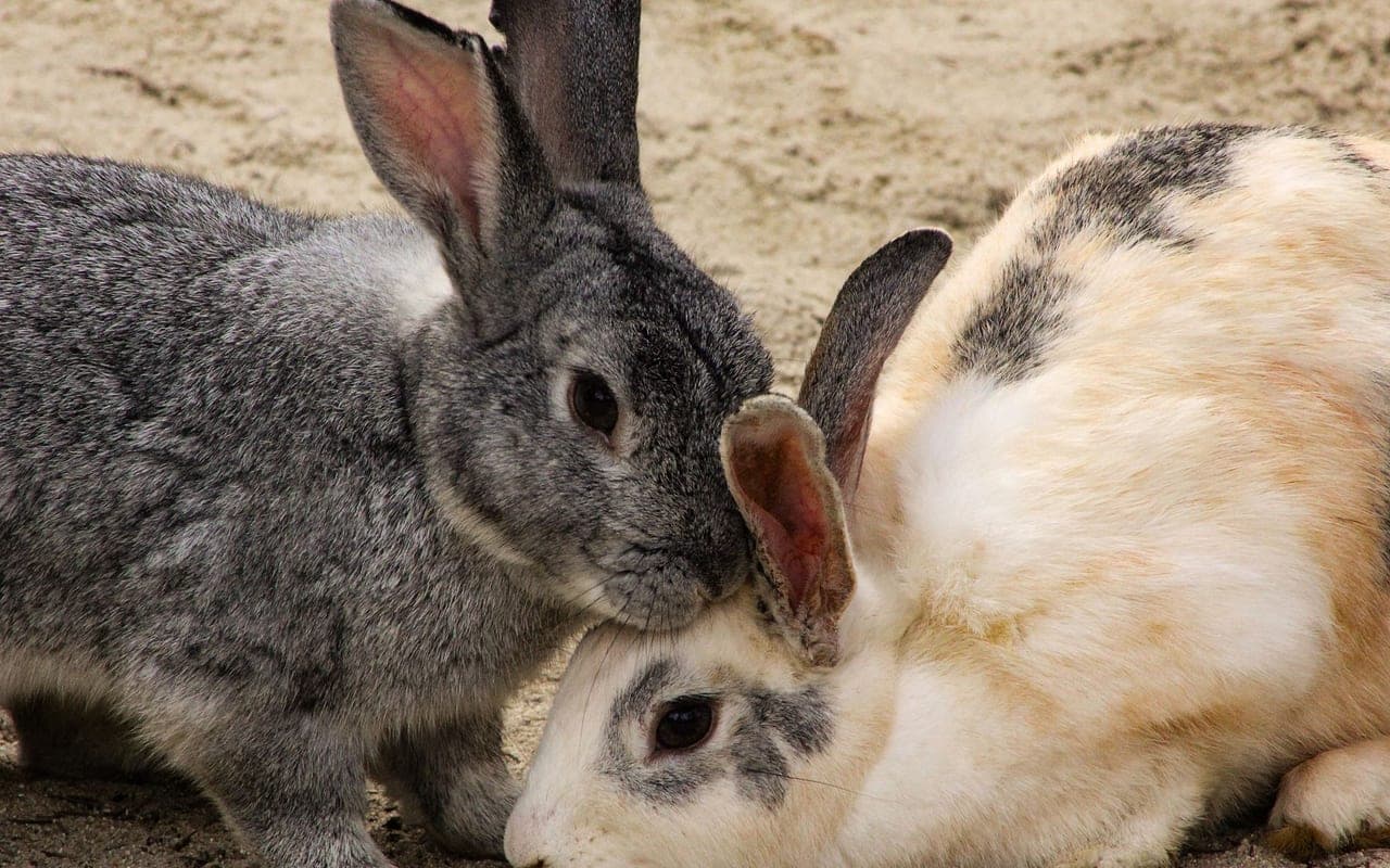 Crème d'Argent breed
