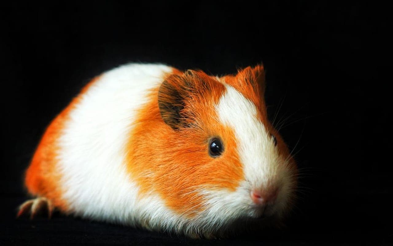 Crested Guinea Pig — photo by Faris Subriun
