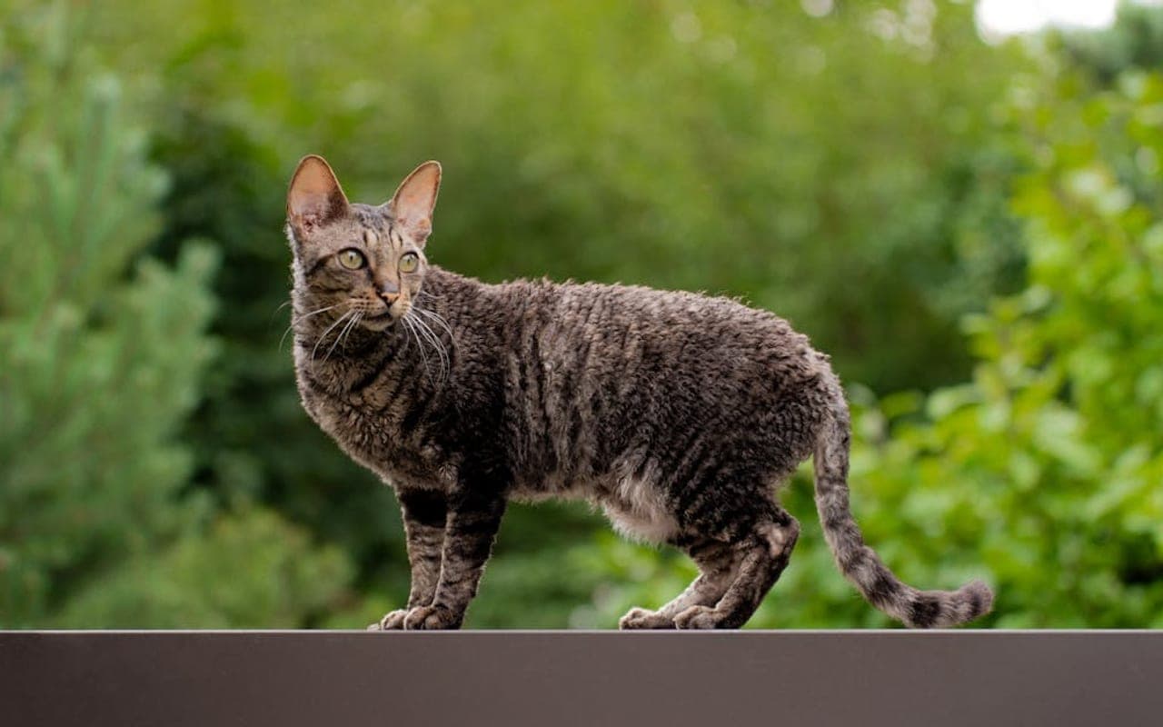 Donskoy cat breed