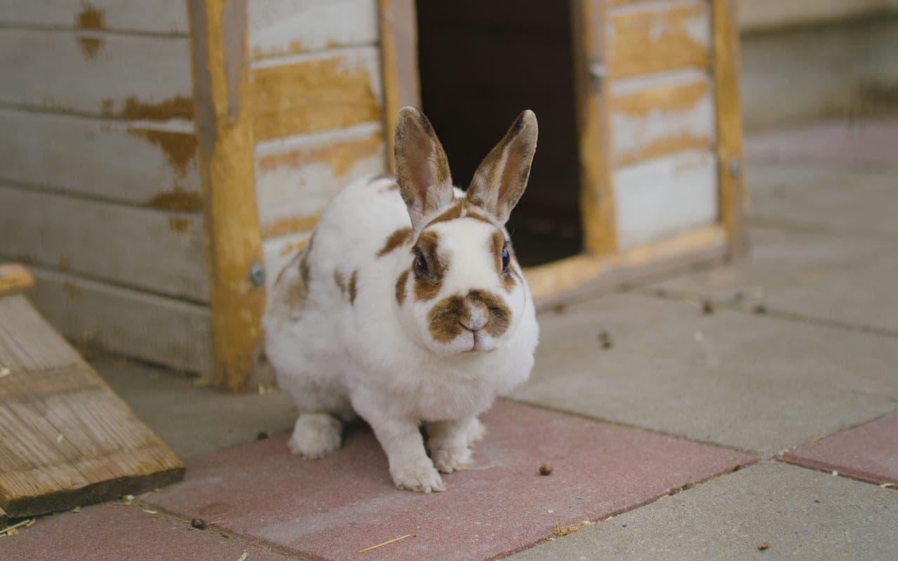 Dutch rabbit