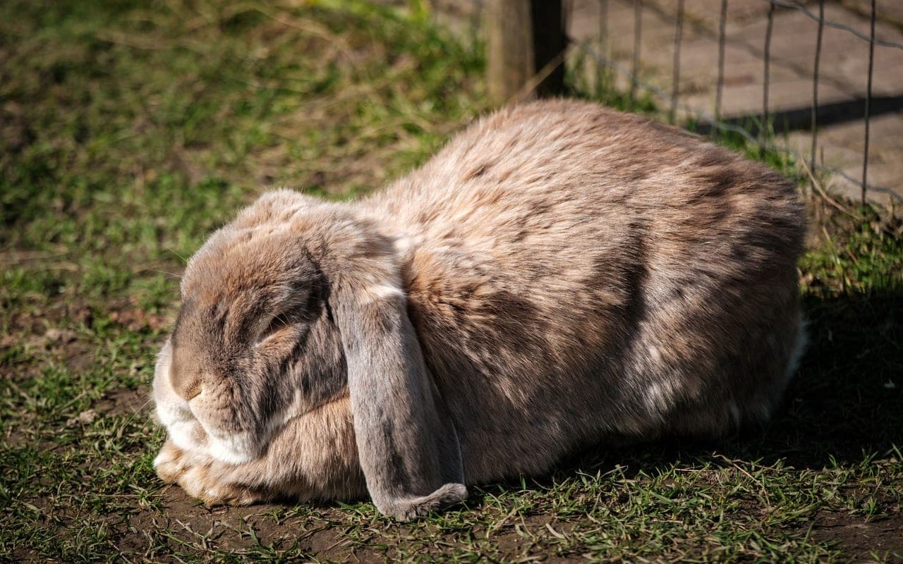 Flemish Giant rabbit