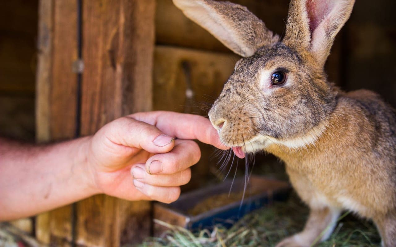 Flemish Giant — photo by Petar Starčević