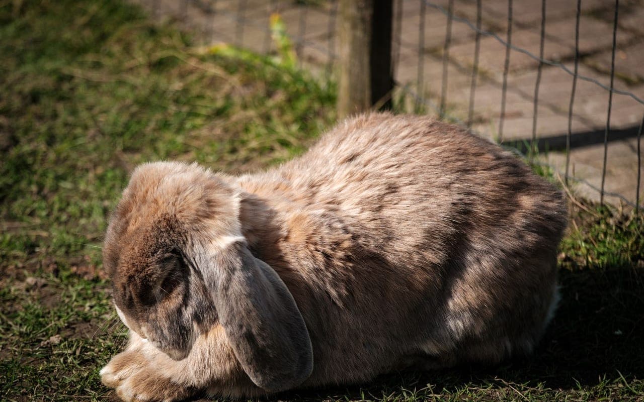Flemish Giant — photo by Haberdoedas Photography