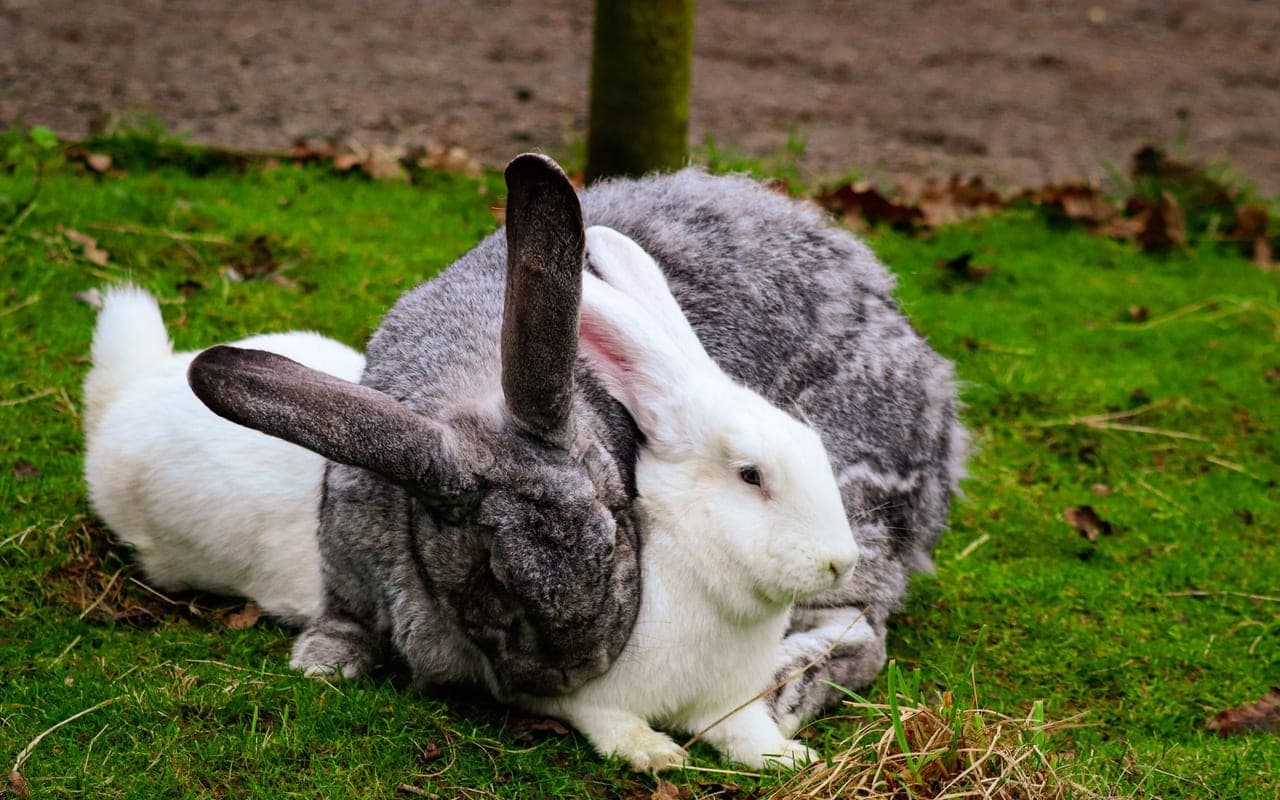 Flemish Giant — photo by Samuel Phillips