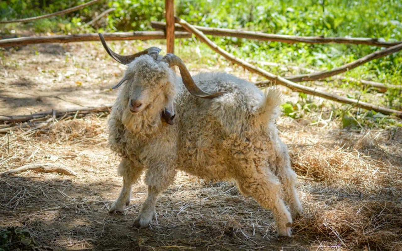 French Angora — gallery 2