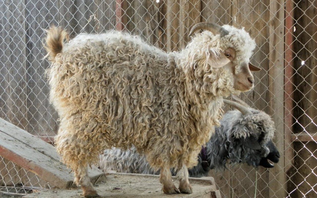 French Angora — gallery 3