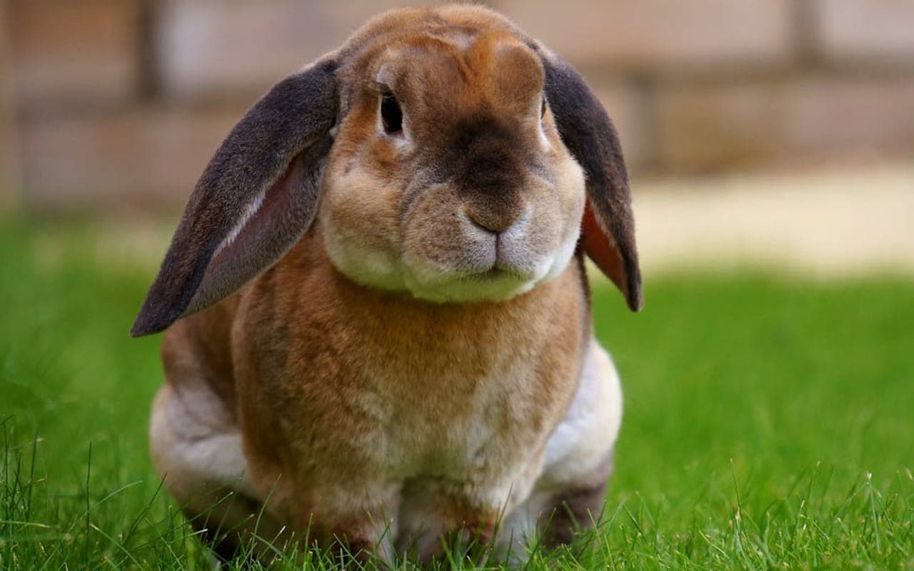 French Lop — gallery 1 (Pexels)