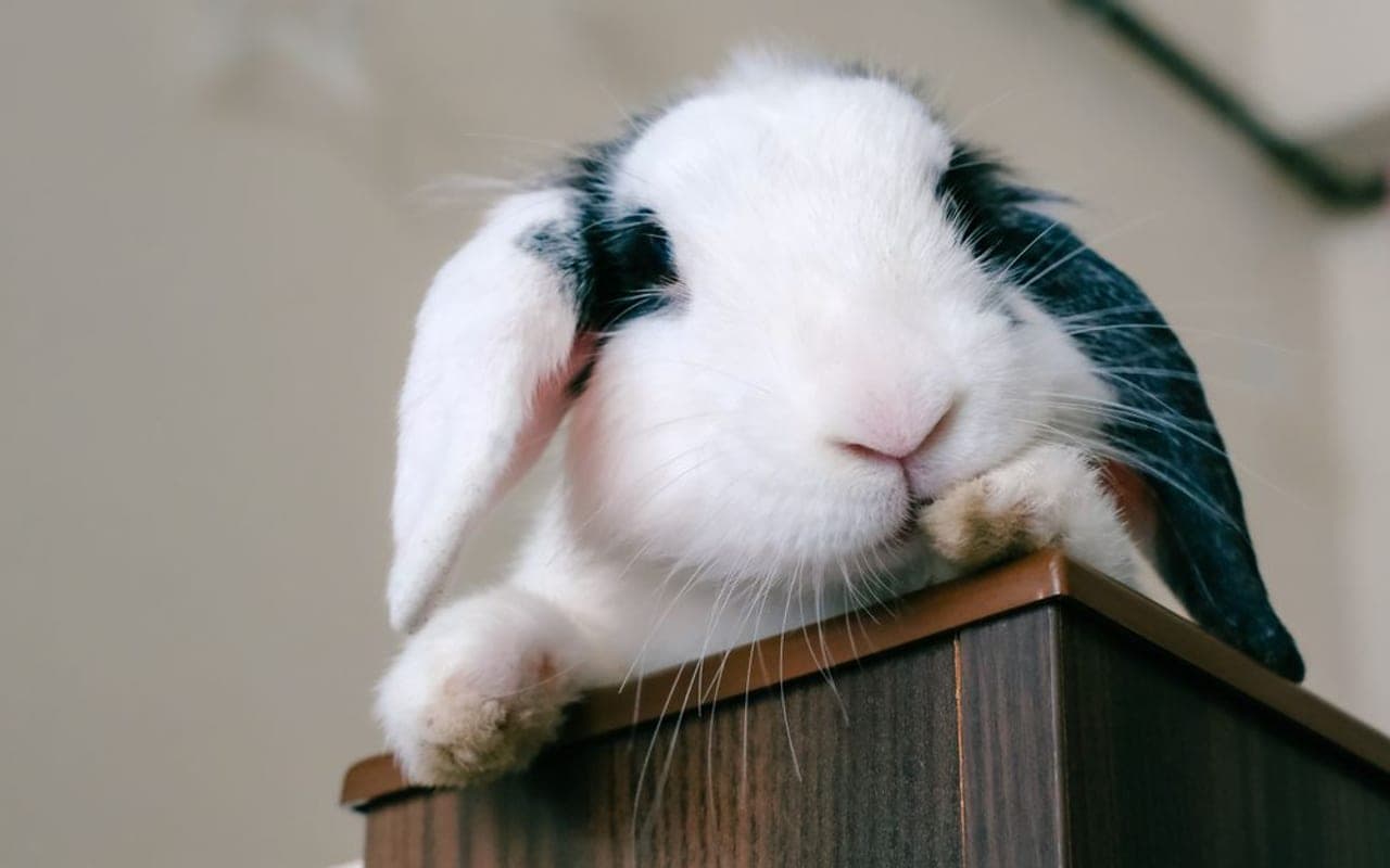 French Lop — gallery 2 (Pexels)
