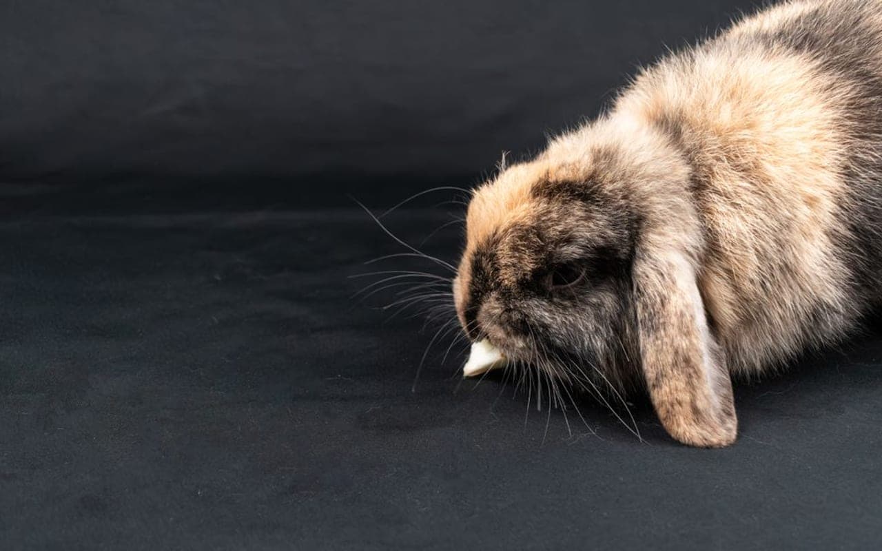 French Lop — gallery 3 (Pexels)