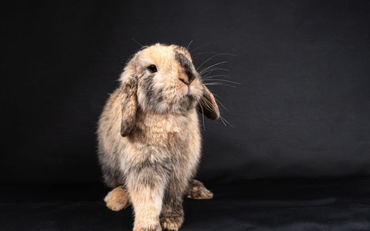 French Lop — gallery 4 (Pexels)