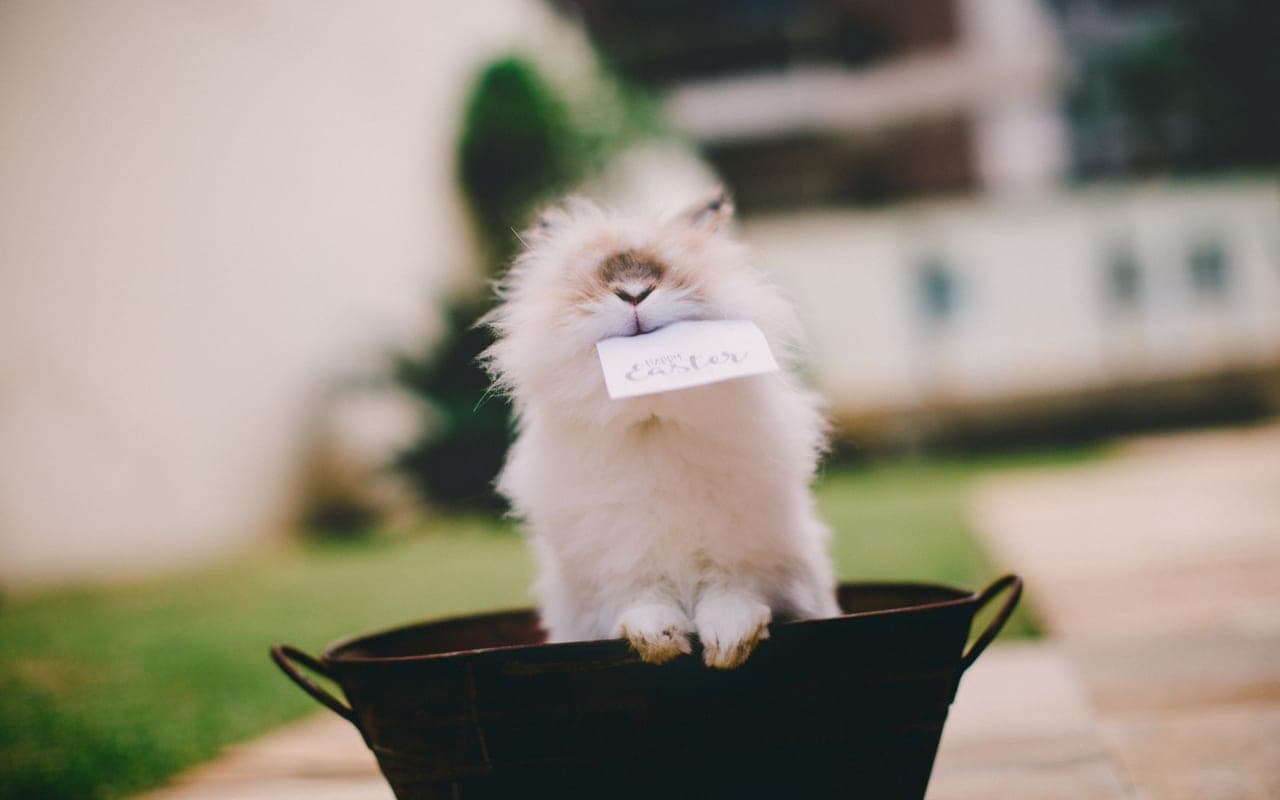 German Angora rabbit breed