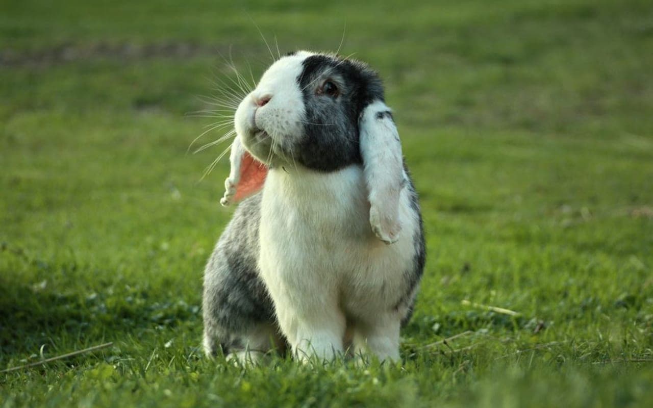 German Lop rabbit