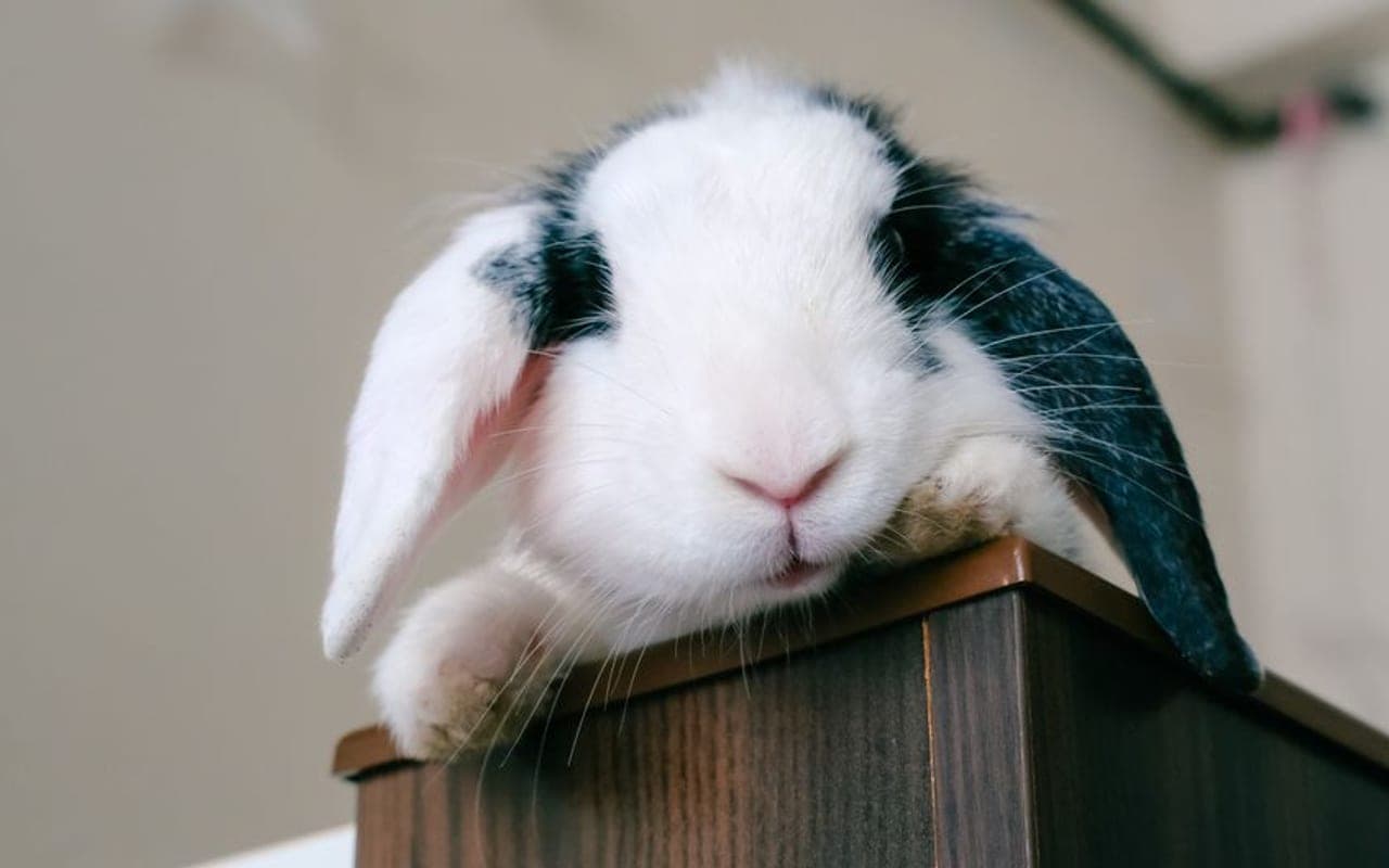 German Lop — gallery 2