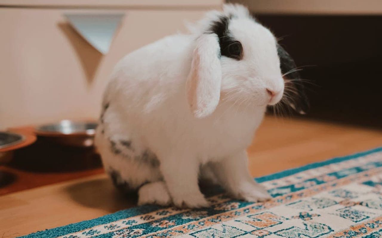 German Lop — gallery 3