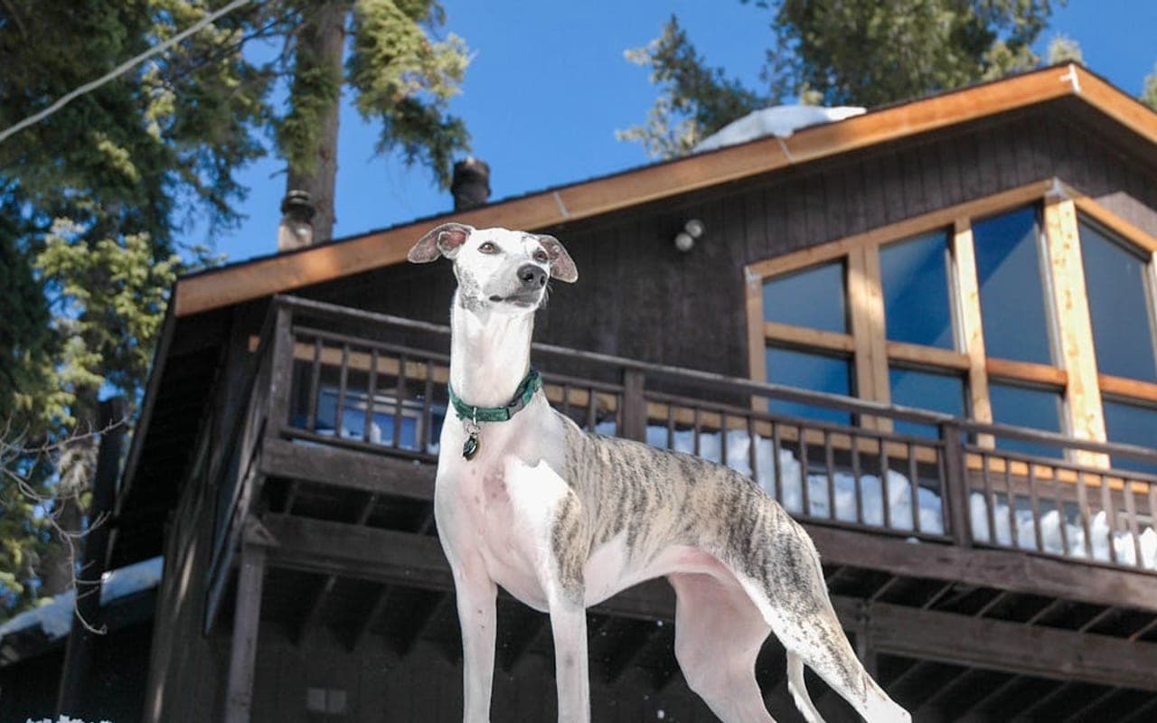 Greyhound — gallery 2