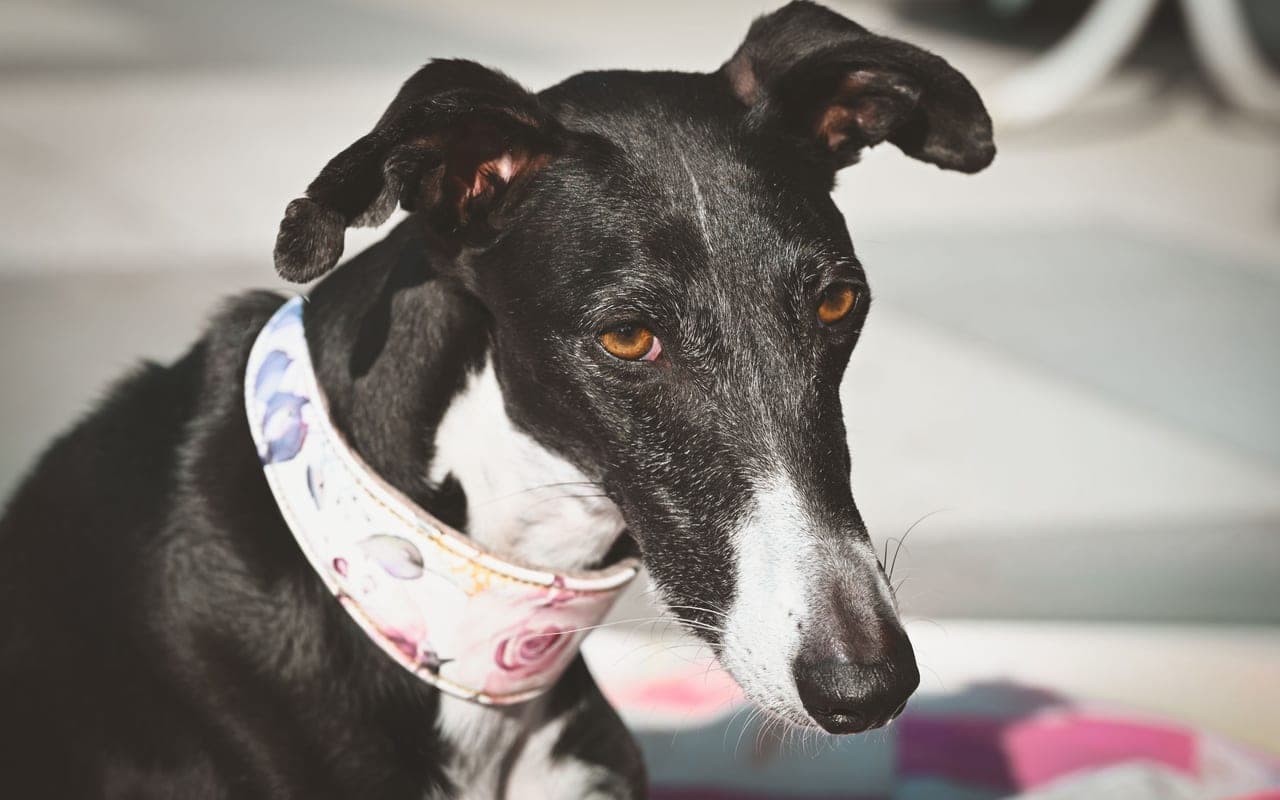 Greyhound — photo by Alexas Fotos (Pexels)