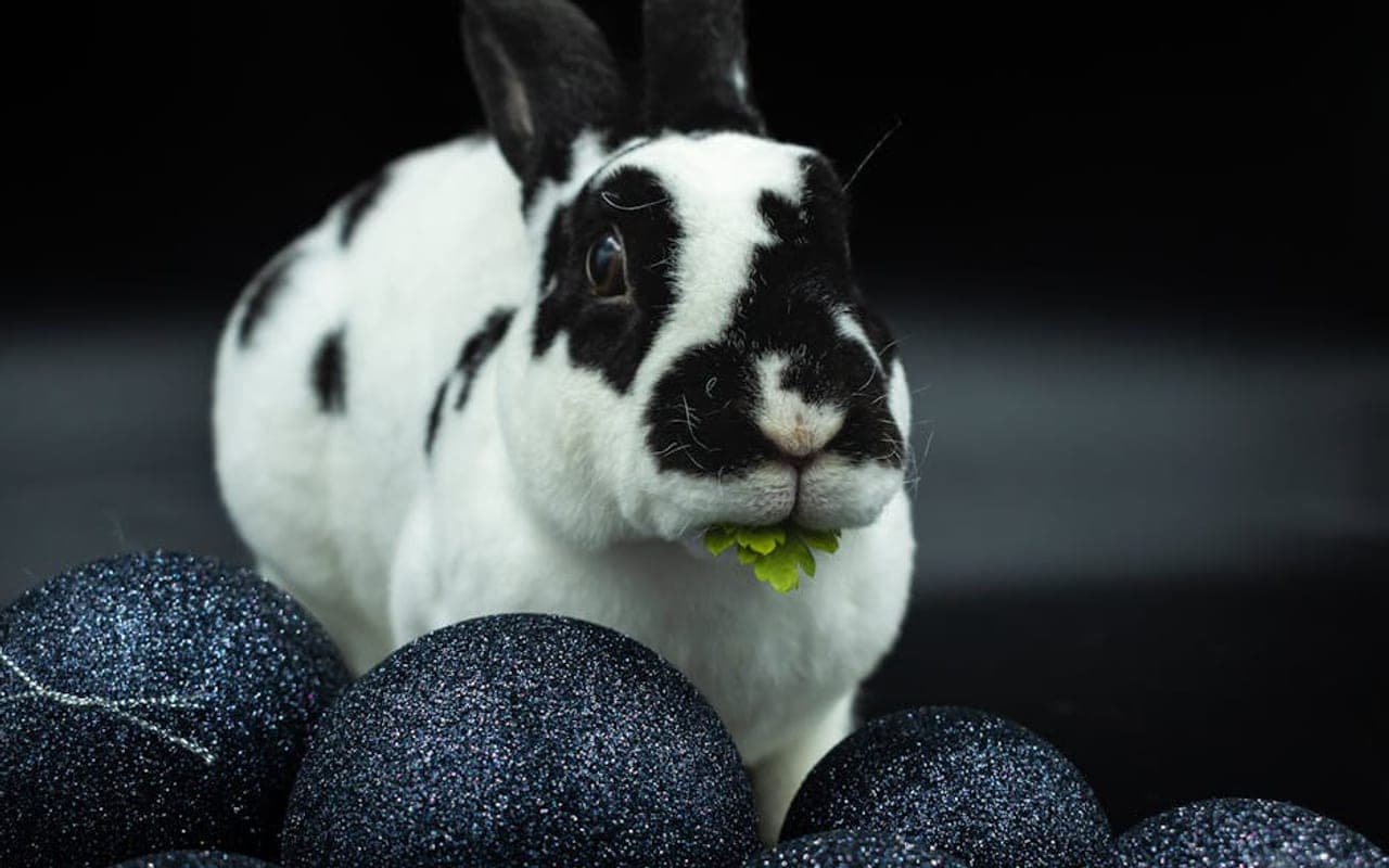 Harlequin Rabbit Care Guide