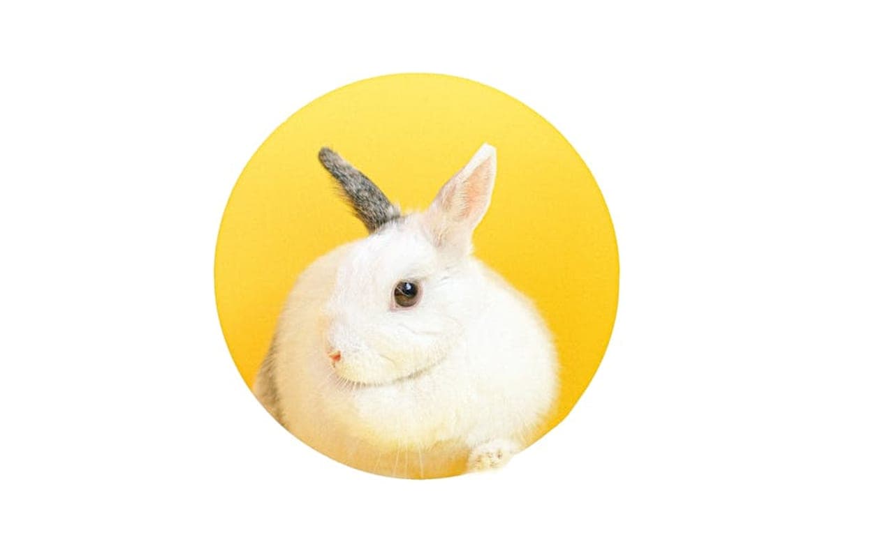 Hotot rabbit