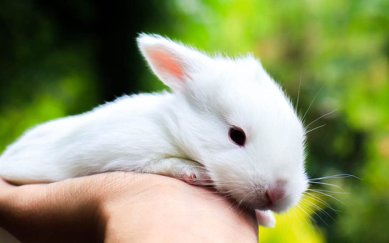 Hotot — gallery 1