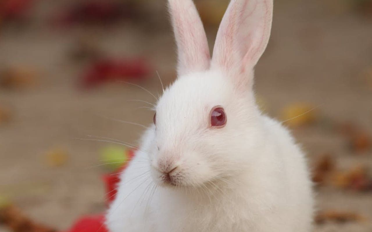 Hotot — gallery 2