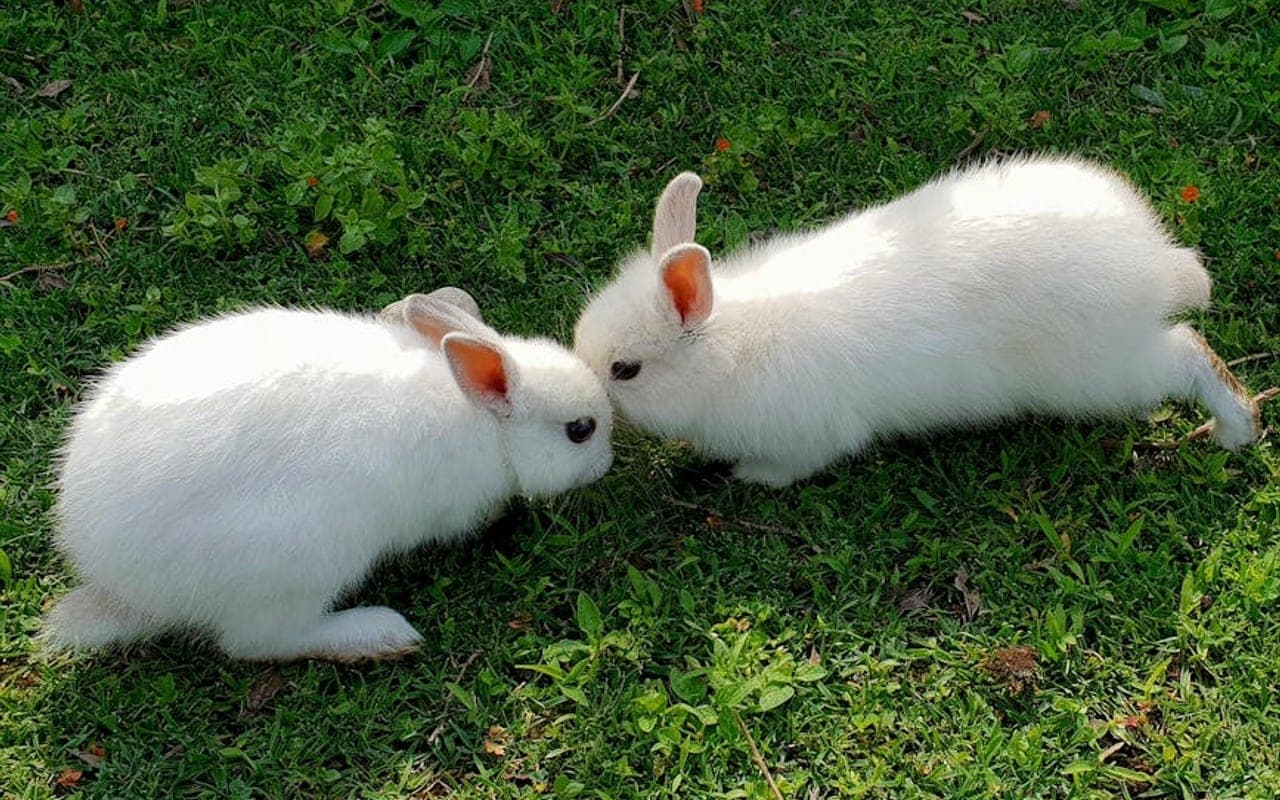 Hotot — gallery 3
