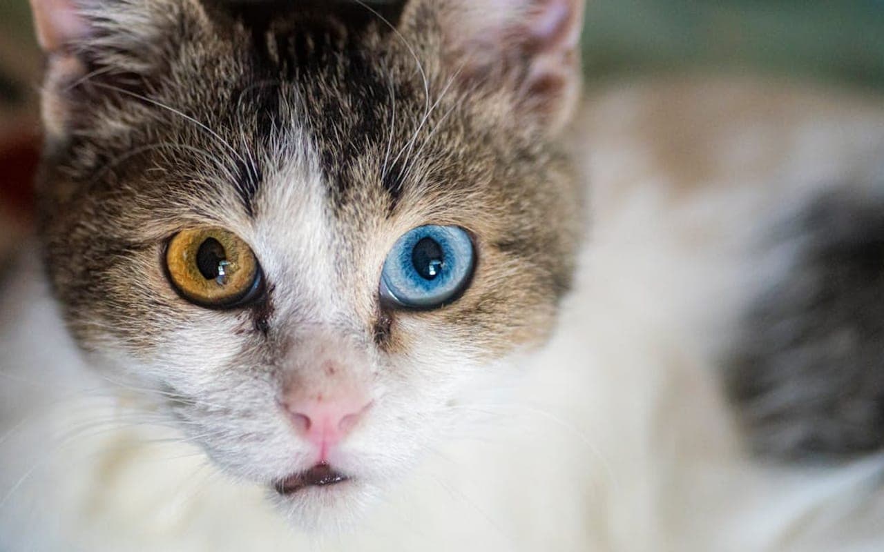 Khao Manee cat breed