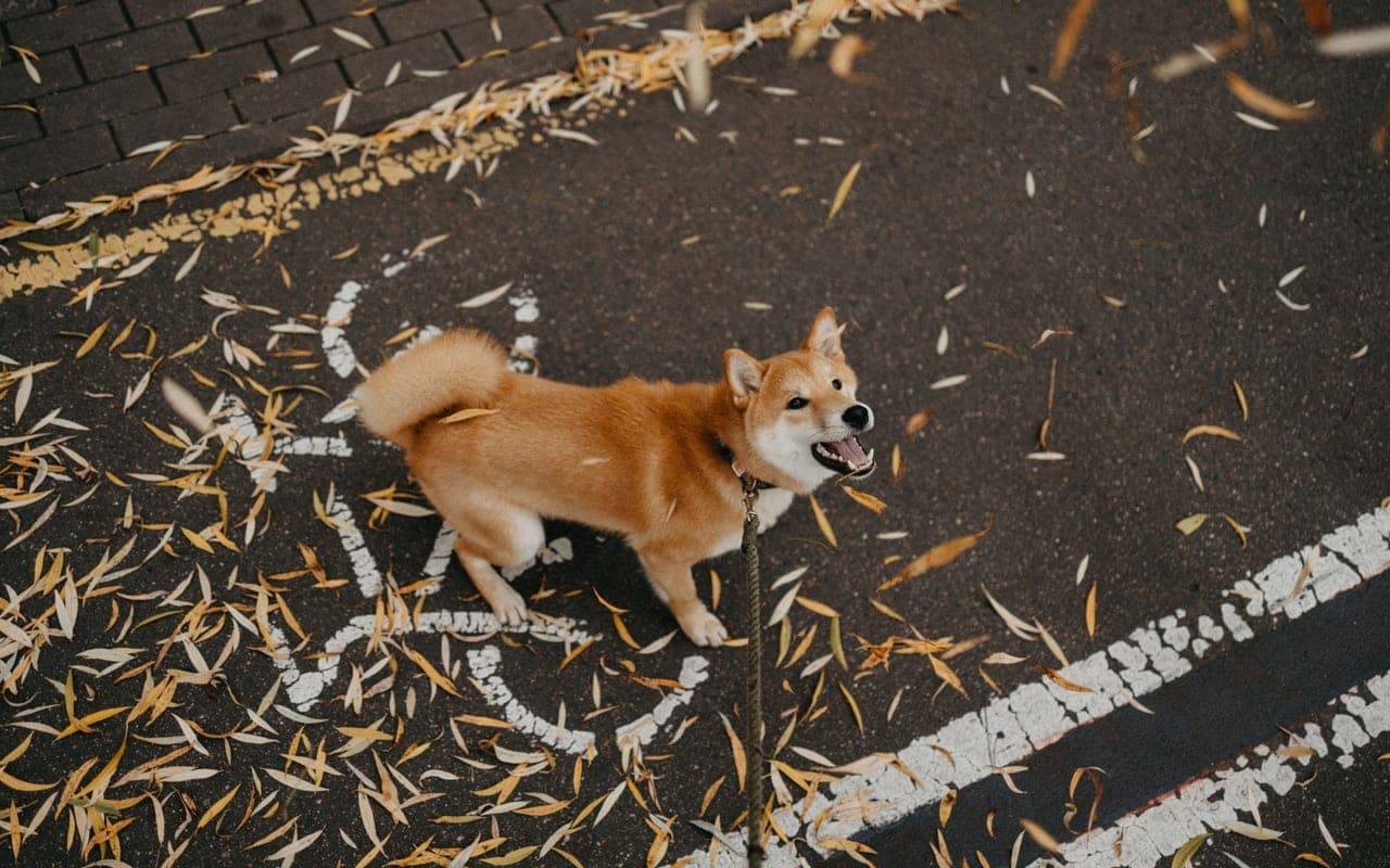 Kishu Ken — photo by Maksim Goncharenok (Pexels)