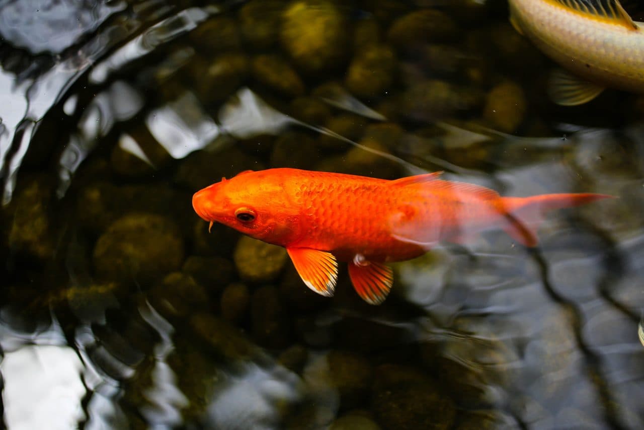 Koi — Koi — photo by Laura Porter (Pexels)