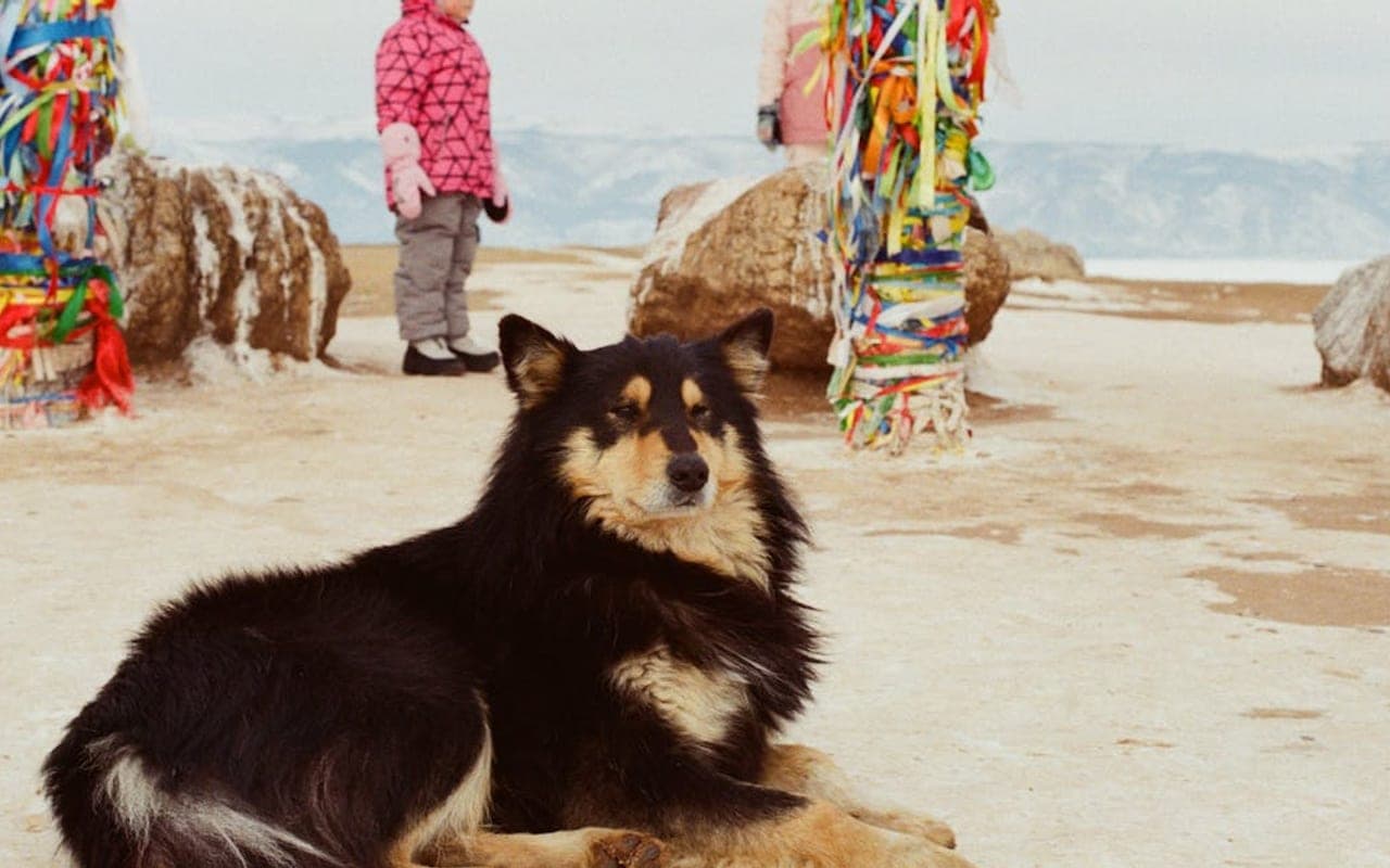 Lapponian Herder — gallery 3