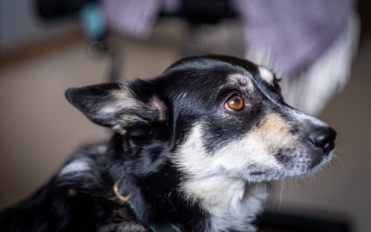 Lapponian Herder — photo by Maria Tsegelnik (Pexels)