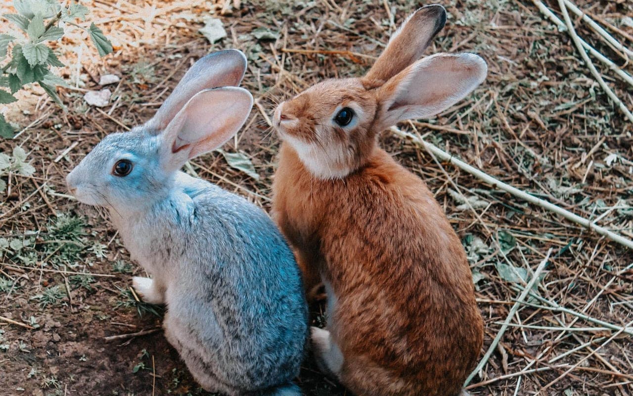 Lilac rabbit breed