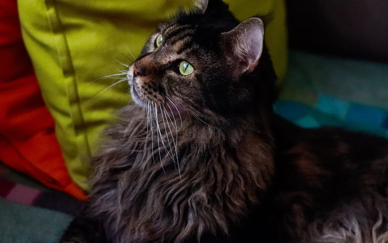 Maine Coon