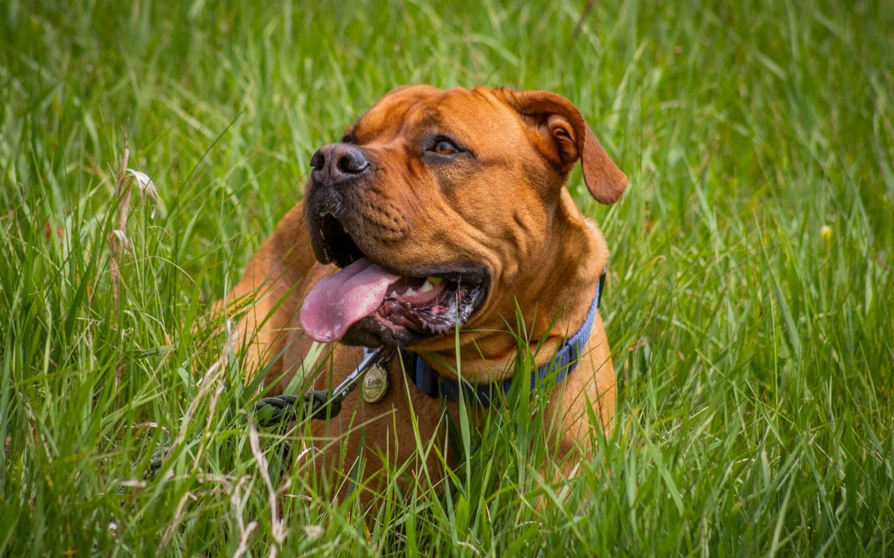 Mastiff — photo by Nicki Dick (Pexels)