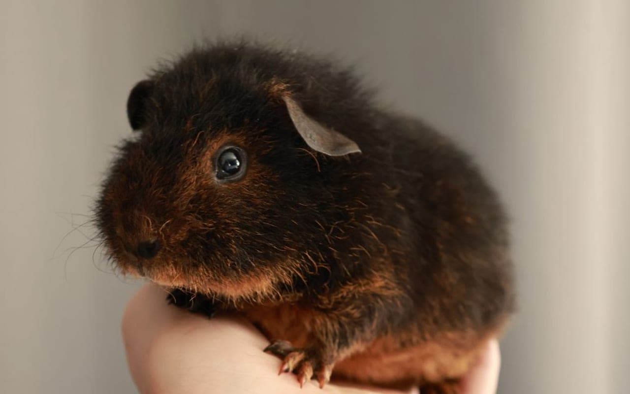 Merino Guinea Pig — photo by Meyeli Photo