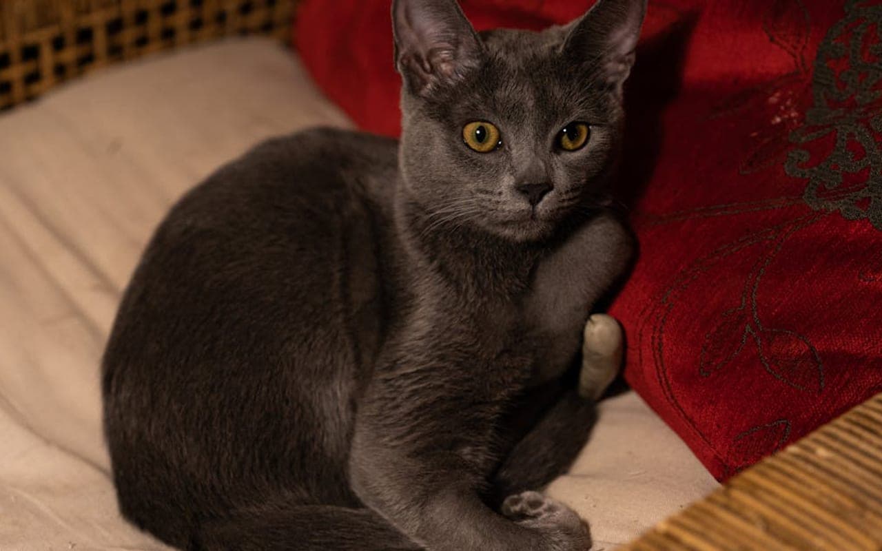 Nebelung — gallery 2