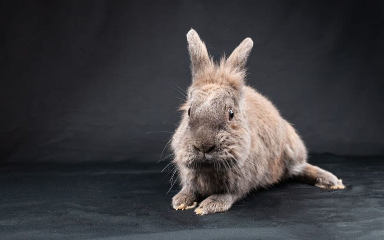 Netherland Dwarf — gallery 1 (Pexels)
