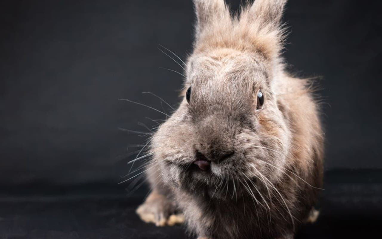 Netherland Dwarf — gallery 2 (Pexels)