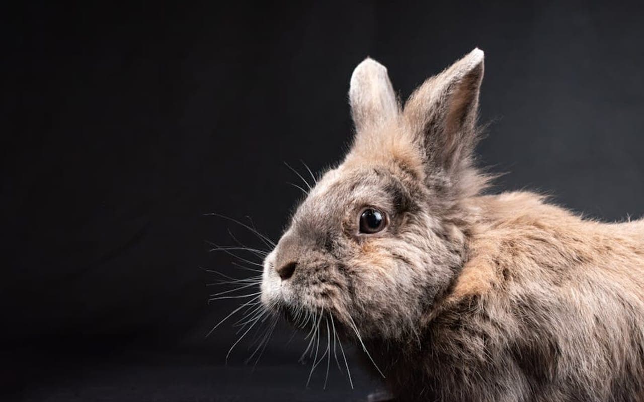 Netherland Dwarf — gallery 3 (Pexels)