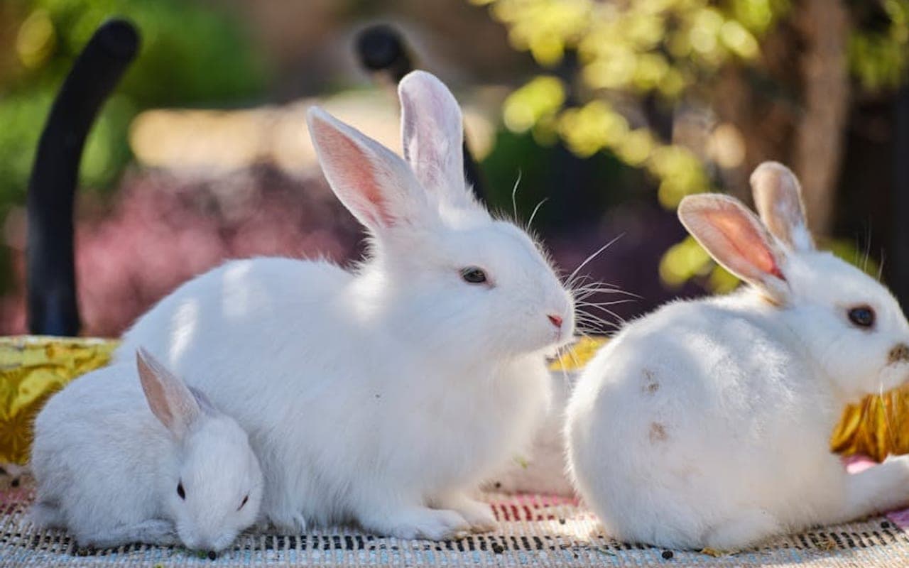 Netherland Dwarf — gallery 4 (Pexels)
