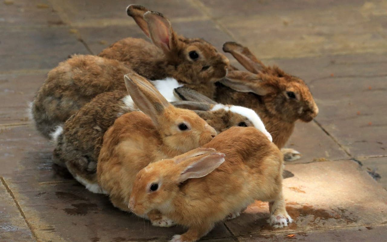 Palomino rabbit
