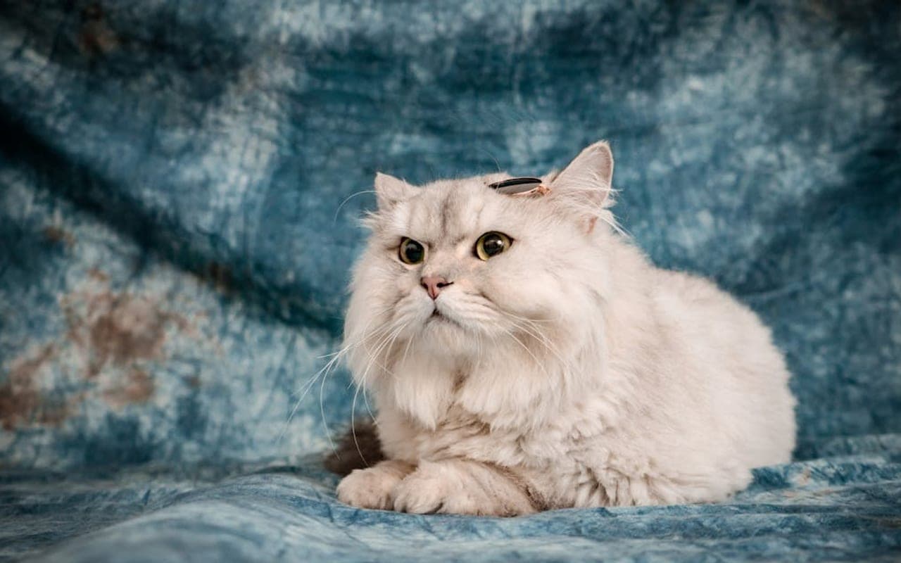 Persian