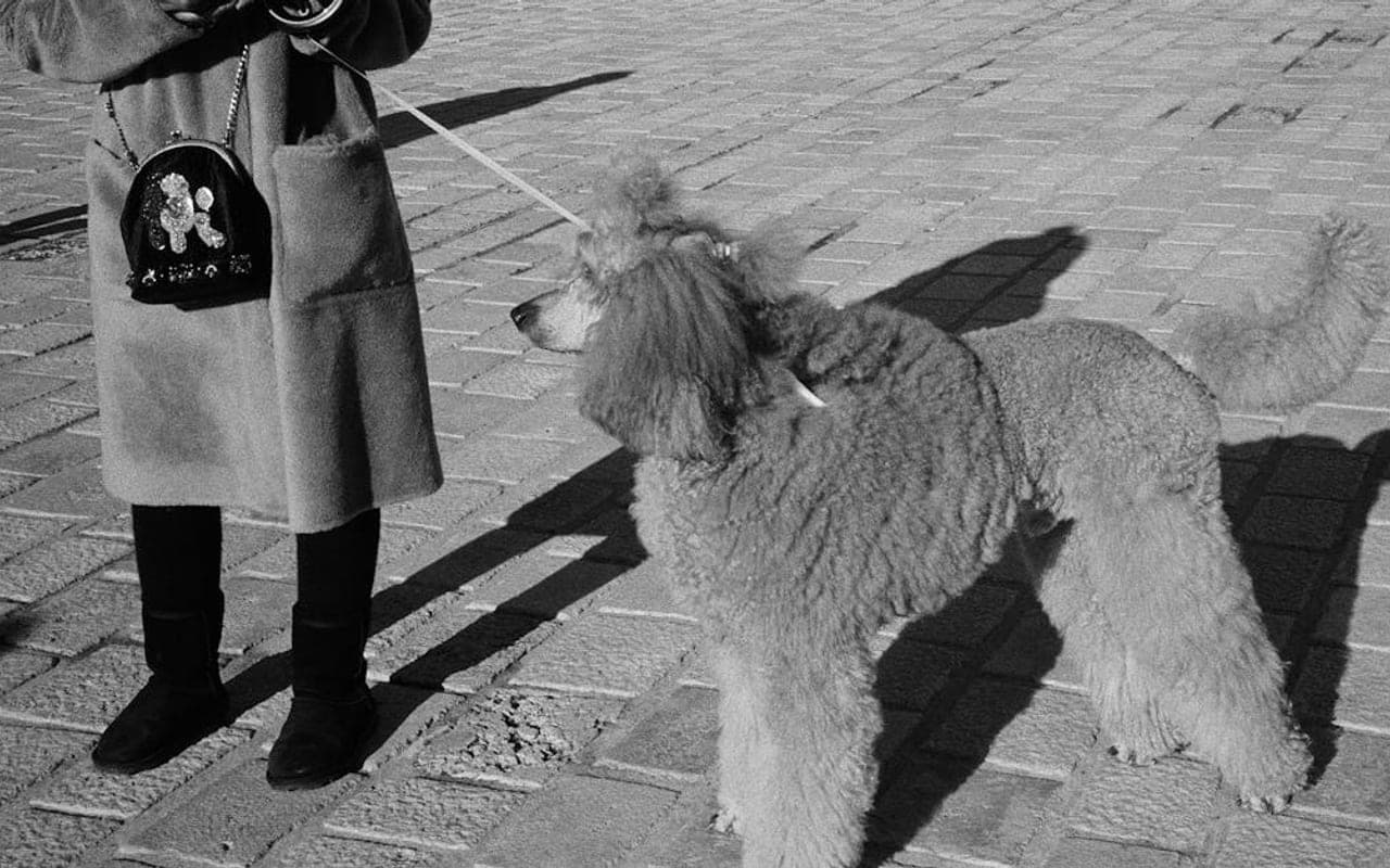 Poodle (Standard) — gallery 4