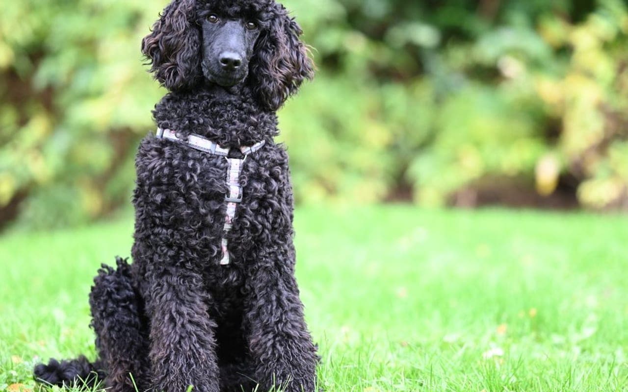 Poodle (Standard) — gallery 5