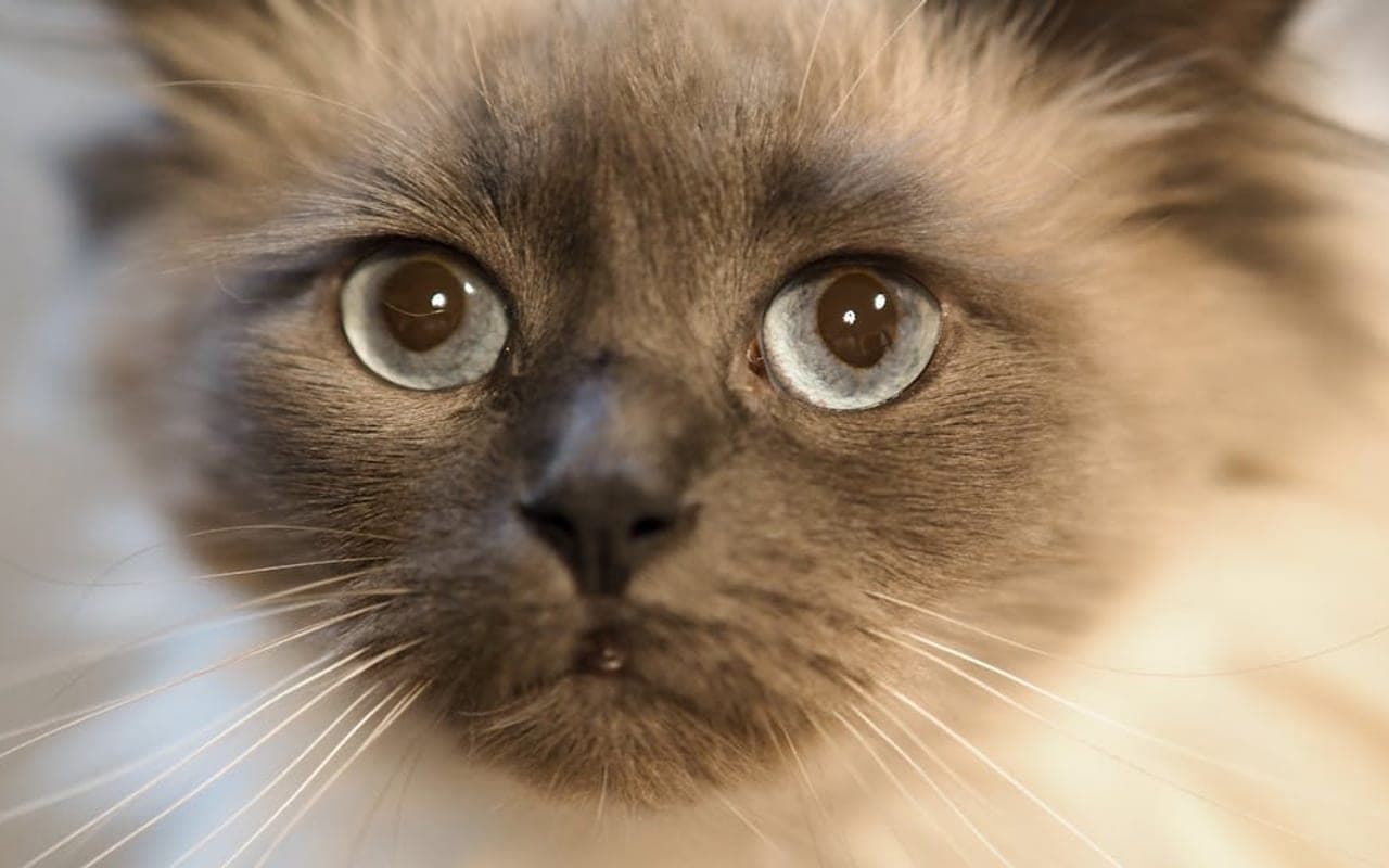 Ragdoll cat breed