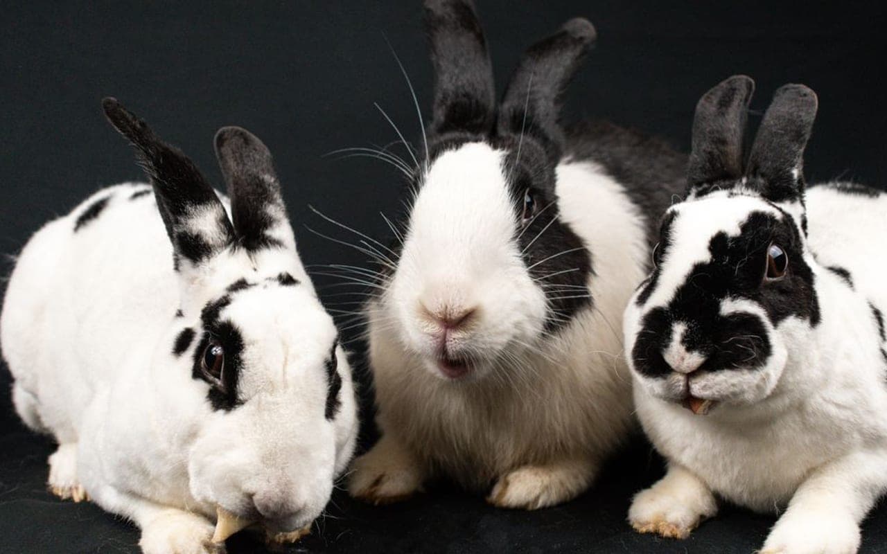 Rhinelander rabbit